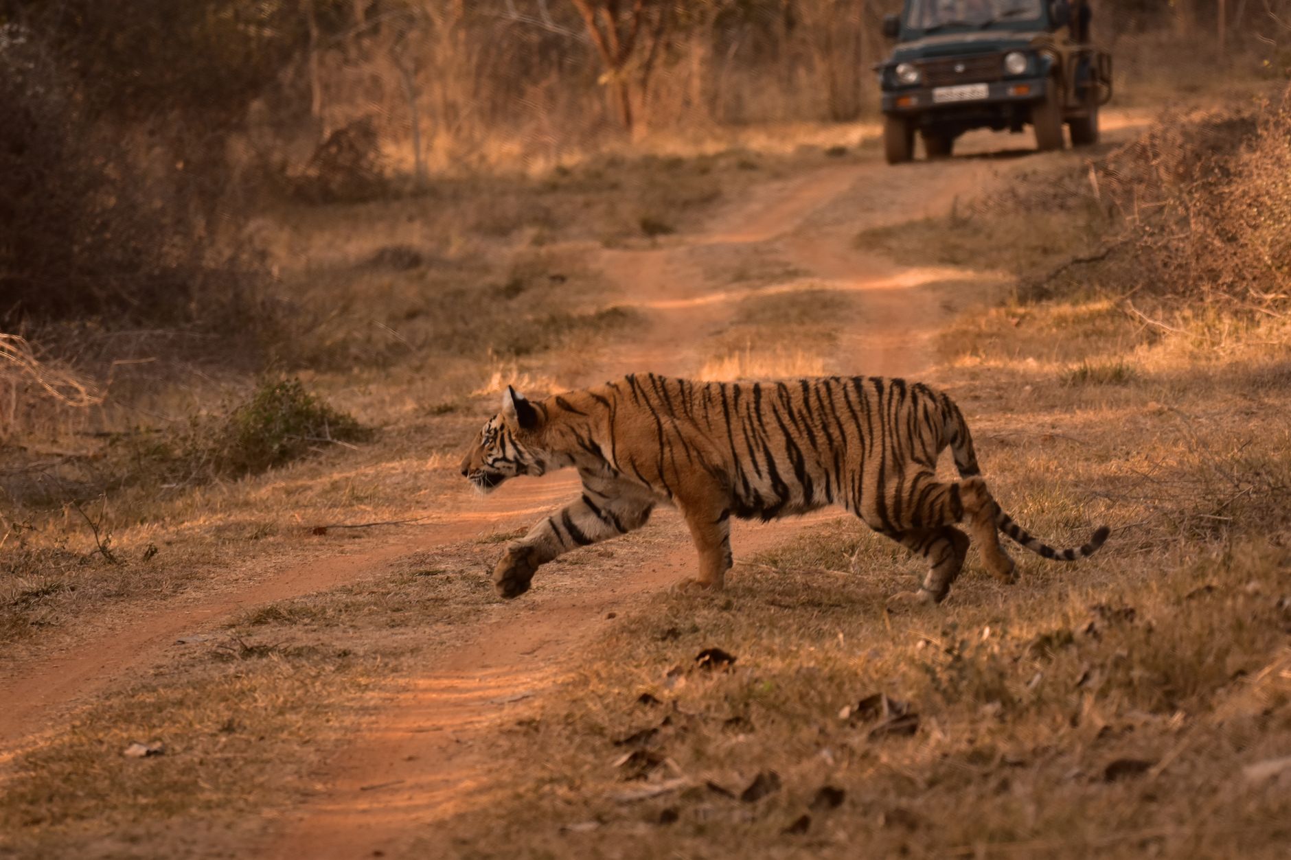 A tiger crossing a forest track